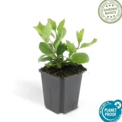 LA GREEN TOUCH - Aster du japon 'asran' x40 – entre 2,5 et 3,33m2