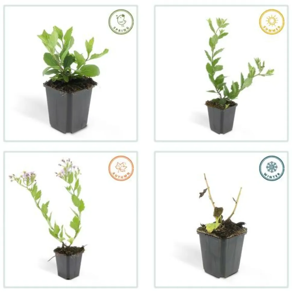 LA GREEN TOUCH - Aster du japon 'asran' x40 – entre 2,5 et 3,33m2