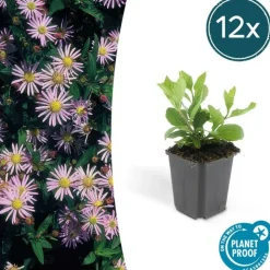 LA GREEN TOUCH - Aster du japon 'asran' x40 – entre 2,5 et 3,33m2
