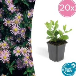 LA GREEN TOUCH - Aster du japon 'asran' x40 – entre 2,5 et 3,33m2