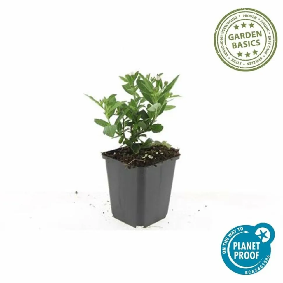 LA GREEN TOUCH - Aster du japon 'stardust' x40 – entre 2,5 et 3,33m2