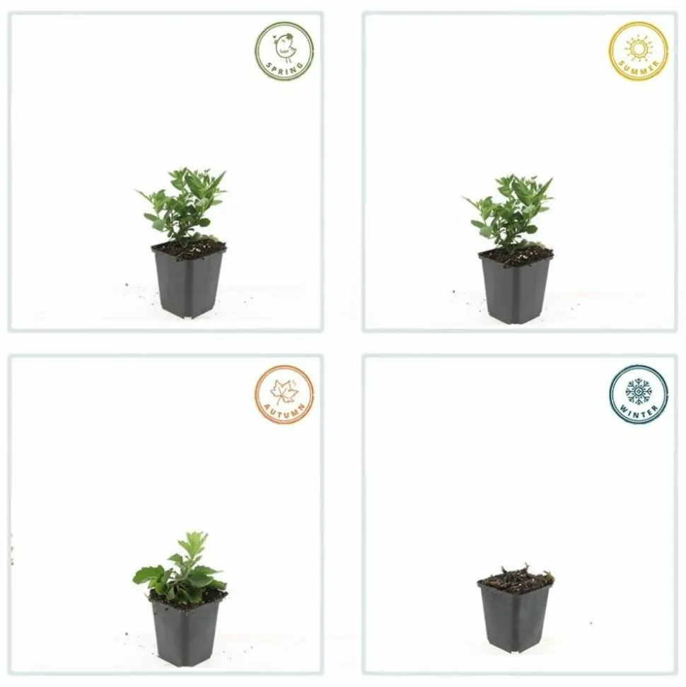 LA GREEN TOUCH - Aster du japon 'stardust' x40 – entre 2,5 et 3,33m2