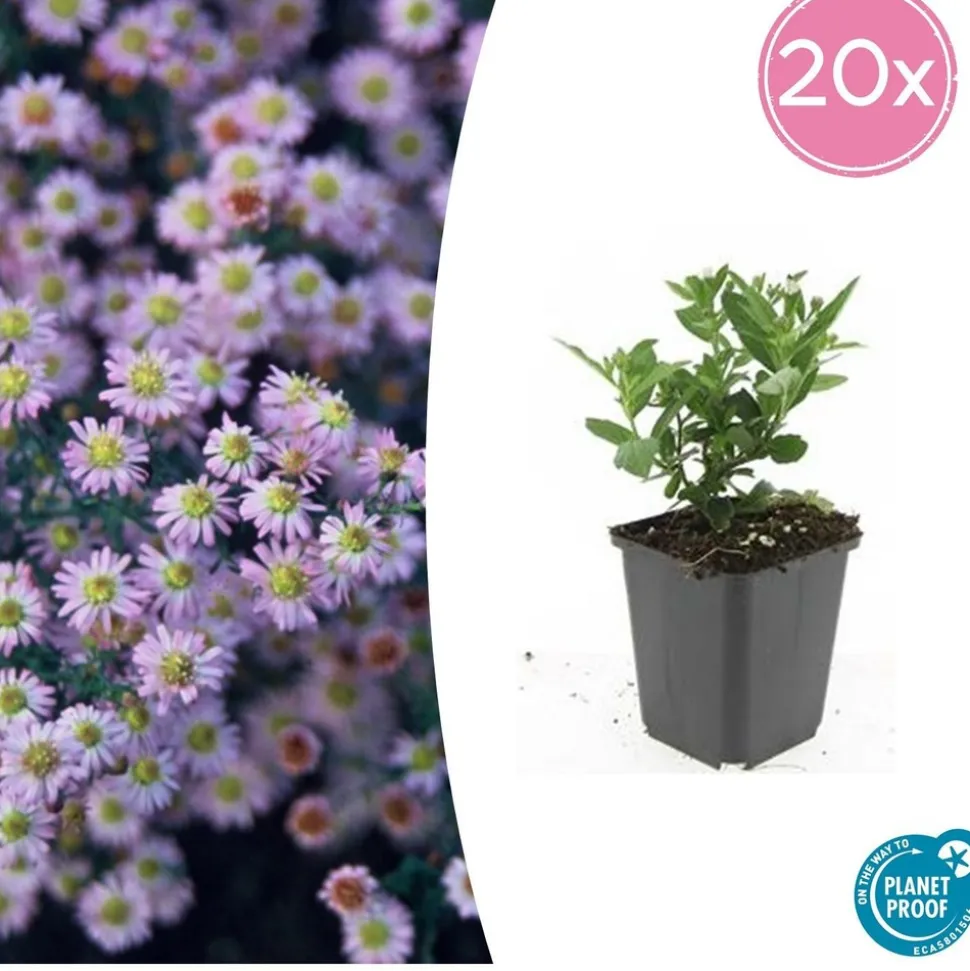 LA GREEN TOUCH - Aster du japon 'stardust' x40 – entre 2,5 et 3,33m2