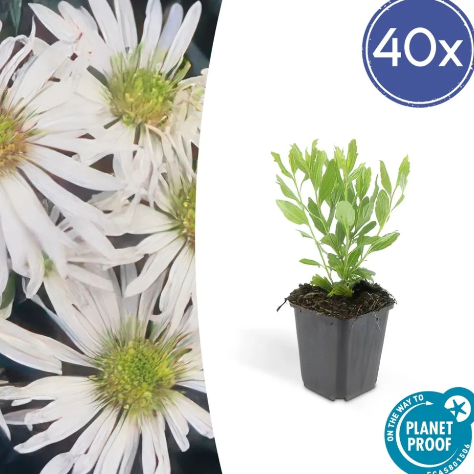 LA GREEN TOUCH - Aster du japon 'ashvi' x40 – entre 2,5 et 3,33m2