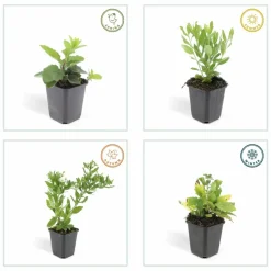 LA GREEN TOUCH - Aster du japon 'ashvi' x40 – entre 2,5 et 3,33m2