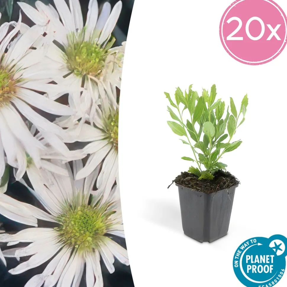 LA GREEN TOUCH - Aster du japon 'ashvi' x40 – entre 2,5 et 3,33m2