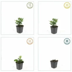 LA GREEN TOUCH - Aster du japon 'stardust' x6 – entre 0,38 et 0,5m2