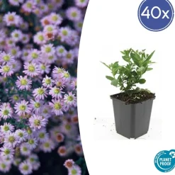 LA GREEN TOUCH - Aster du japon 'stardust' x6 – entre 0,38 et 0,5m2