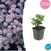 LA GREEN TOUCH - Aster du japon 'stardust' x20 – entre 1,25 et 1,67m2