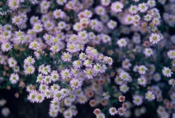 LA GREEN TOUCH - Aster du japon 'stardust' x20 – entre 1,25 et 1,67m2