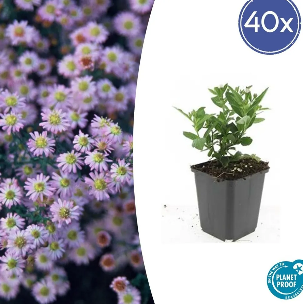 LA GREEN TOUCH - Aster du japon 'stardust' x20 – entre 1,25 et 1,67m2