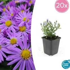 LA GREEN TOUCH - Aster nain d'automne 'prof. Anton kippenberg' x40 – entre 2,5 et 3,33m2