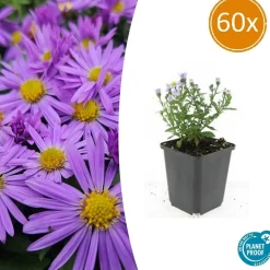 LA GREEN TOUCH - Aster nain d'automne 'prof. Anton kippenberg' x60 – entre 3,75 et 5m2