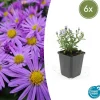 LA GREEN TOUCH - Aster nain d'automne 'prof. Anton kippenberg' x6 – entre 0,38 et 0,5m2