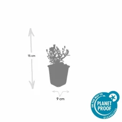 LA GREEN TOUCH - Aster nain d'automne 'prof. Anton kippenberg' x20 – entre 1,25 et 1,67m2