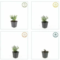 LA GREEN TOUCH - Aster nain d'automne 'prof. Anton kippenberg' x20 – entre 1,25 et 1,67m2