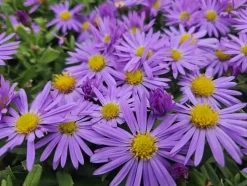 LA GREEN TOUCH - Aster nain d'automne 'prof. Anton kippenberg' x20 – entre 1,25 et 1,67m2