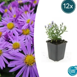 LA GREEN TOUCH - Aster nain d'automne 'prof. Anton kippenberg' x20 – entre 1,25 et 1,67m2