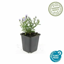 LA GREEN TOUCH - Aster nain d'automne 'prof. Anton kippenberg' x12 – entre 0,75 et 1m2