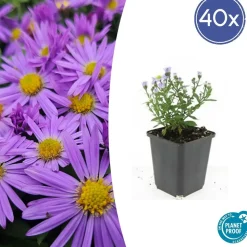 LA GREEN TOUCH - Aster nain d'automne 'prof. Anton kippenberg' x12 – entre 0,75 et 1m2