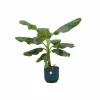 LA GREEN TOUCH - Bananier musa 100cm et son pot bleu 22cm - hauteur 100cm