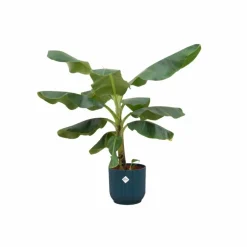 LA GREEN TOUCH - Bananier musa 100cm et son pot bleu 22cm - hauteur 100cm