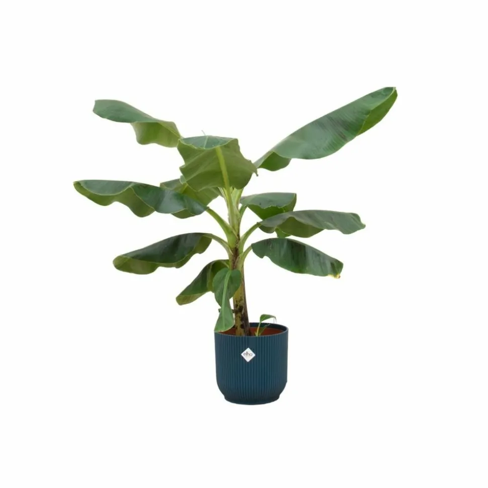 LA GREEN TOUCH - Bananier musa 100cm et son pot bleu 22cm - hauteur 100cm