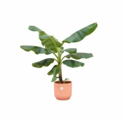 LA GREEN TOUCH - Bananier musa 100cm et son pot rose - hauteur 100cm