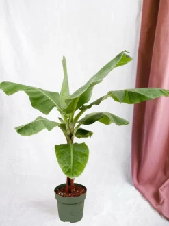 LA GREEN TOUCH - Bananier musa 150cm - plante d'intérieur