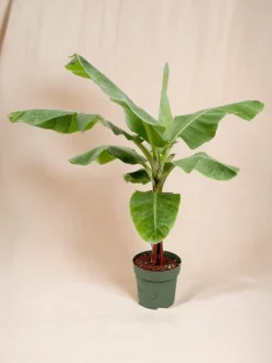 LA GREEN TOUCH - Bananier musa 150cm - plante d'intérieur