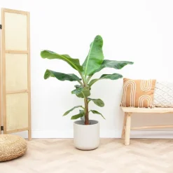 LA GREEN TOUCH - Bananier musa 150cm - plante d'intérieur