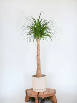 LA GREEN TOUCH - Beaucarnea 130cm - plante d'intérieur