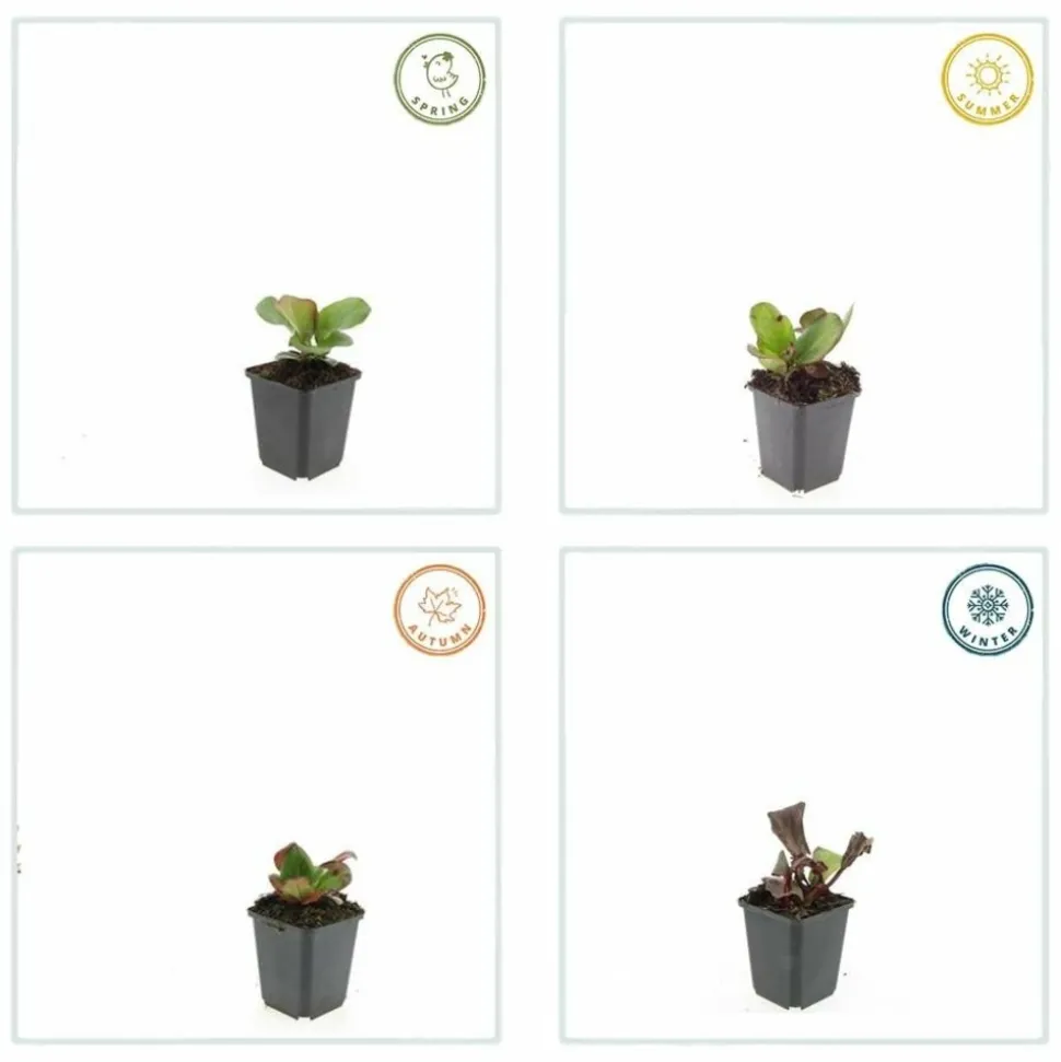 LA GREEN TOUCH - Bergenia à feuilles en cœur 'herbstblüte' x12 – entre 0,75 et 1m2