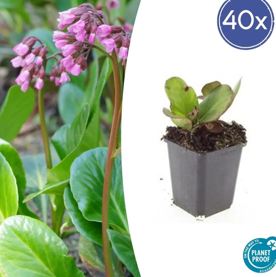 LA GREEN TOUCH - Bergenia à feuilles en cœur 'herbstblüte' x40 – entre 2,5 et 3,33m2