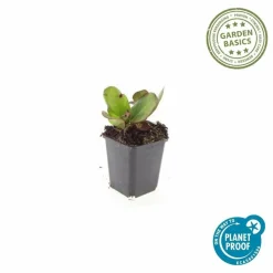 LA GREEN TOUCH - Bergenia à feuilles en cœur 'herbstblüte' x40 – entre 2,5 et 3,33m2