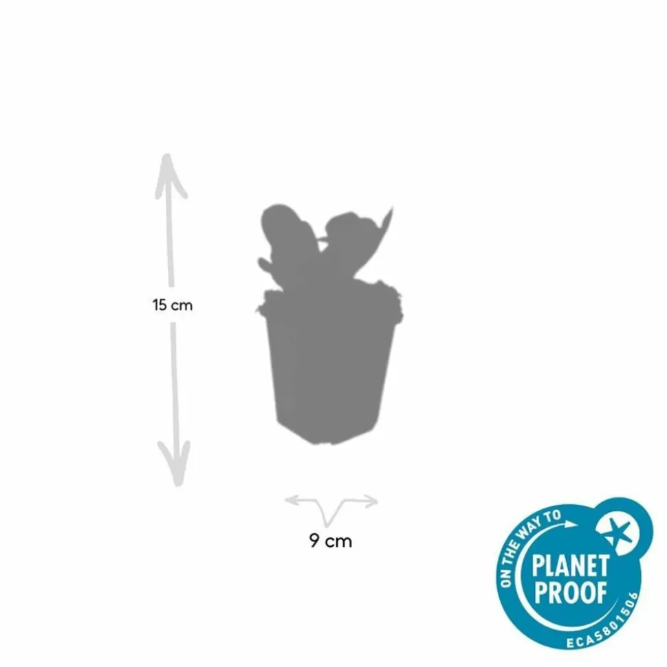 LA GREEN TOUCH - Bergenia à feuilles en cœur 'herbstblüte' x40 – entre 2,5 et 3,33m2