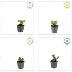 LA GREEN TOUCH - Bergenia à feuilles en cœur 'herbstblüte' x40 – entre 2,5 et 3,33m2