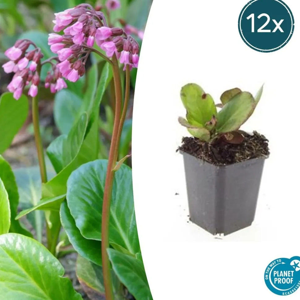 LA GREEN TOUCH - Bergenia à feuilles en cœur 'herbstblüte' x40 – entre 2,5 et 3,33m2