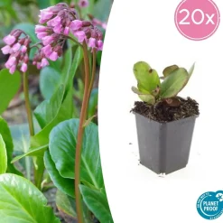 LA GREEN TOUCH - Bergenia à feuilles en cœur 'herbstblüte' x40 – entre 2,5 et 3,33m2