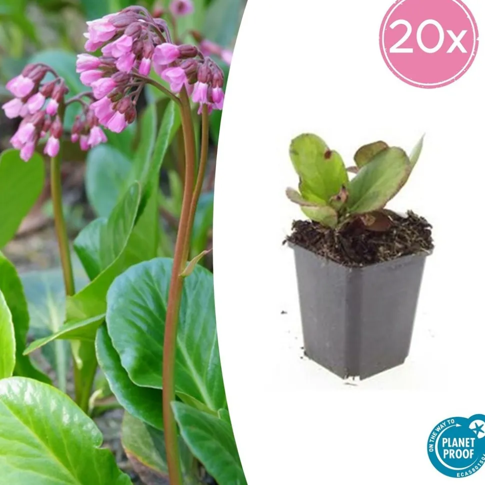 LA GREEN TOUCH - Bergenia à feuilles en cœur 'herbstblüte' x40 – entre 2,5 et 3,33m2