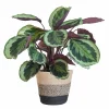 LA GREEN TOUCH - Calathea medaillon et son pot panier multicolor - hauteur 65cm