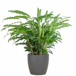 LA GREEN TOUCH - Calathea rufibarba et son pot gris - hauteur 55cm
