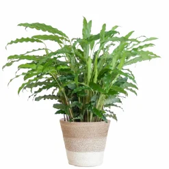 LA GREEN TOUCH - Calathea rufibarba et son pot panier blanc - hauteur 55cm