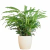 LA GREEN TOUCH - Calathea rufibarba et son pot blanc - hauteur 55cm
