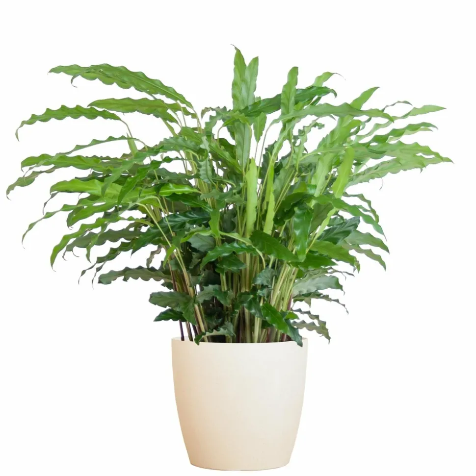 LA GREEN TOUCH - Calathea rufibarba et son pot blanc - hauteur 55cm