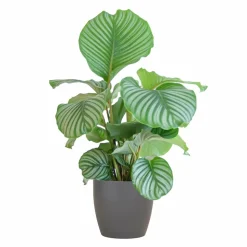 LA GREEN TOUCH - Calathea orbifolia et son pot gris - hauteur 65cm