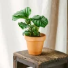 LA GREEN TOUCH - Calathea orbifolia 25cm - plante d'intérieur