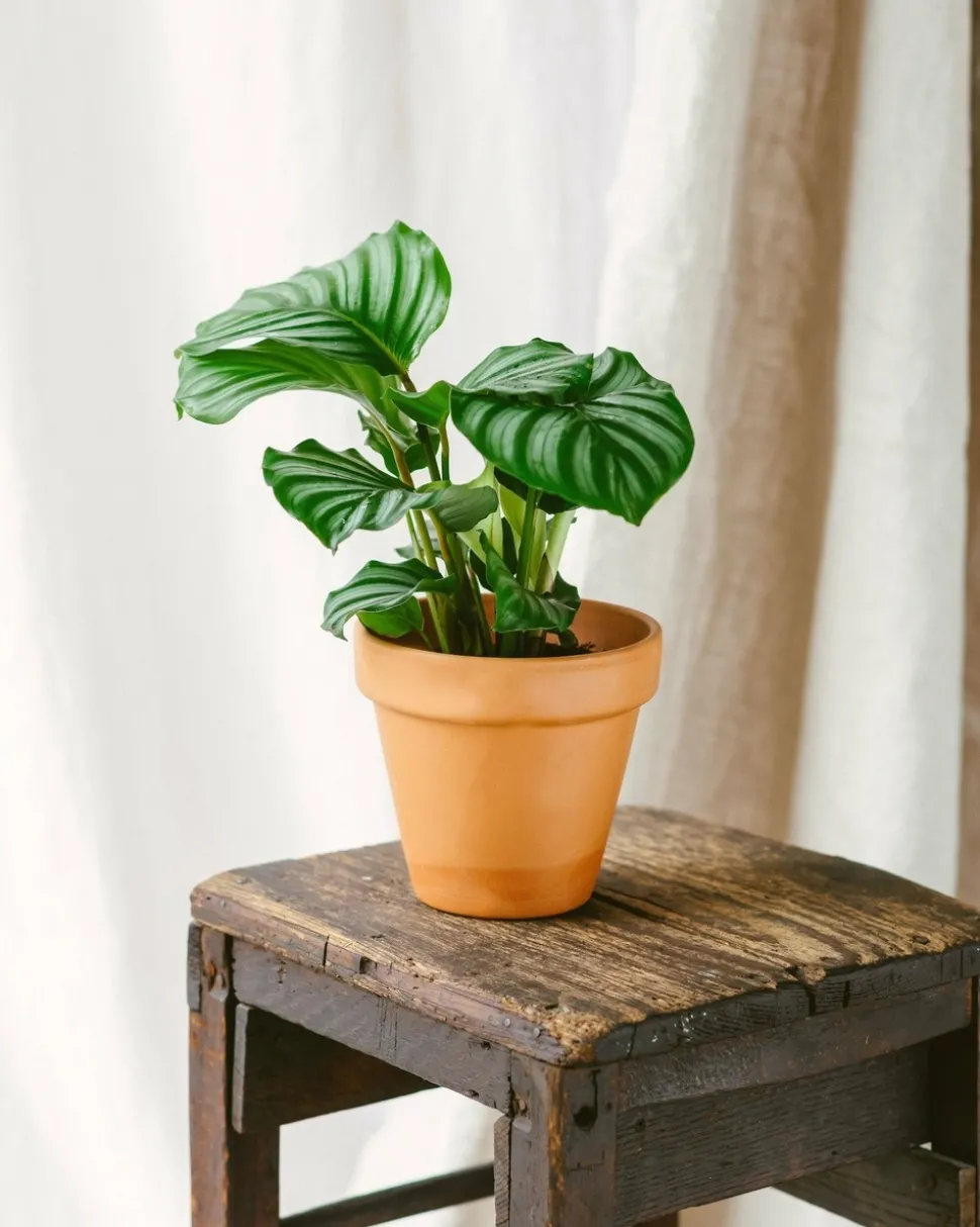 LA GREEN TOUCH - Calathea orbifolia 25cm - plante d'intérieur