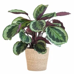 LA GREEN TOUCH - Calathea medaillon et son pot panier naturel - hauteur 65cm