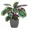 LA GREEN TOUCH - Calathea medaillon et son pot gris - hauteur 65cm